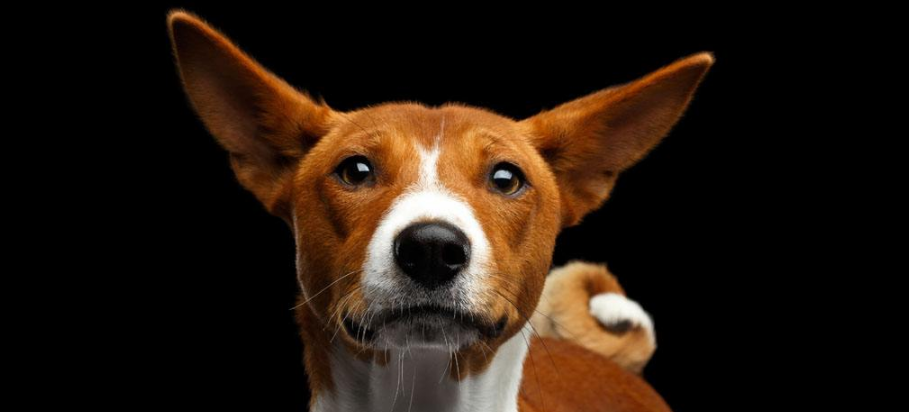 贝生吉犬训练有技巧吗 贝生吉犬训练有技巧吗