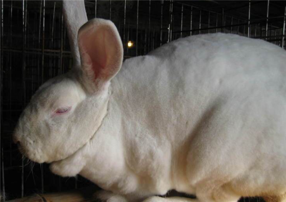 齐兴肉兔常见病和治疗方法