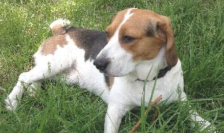 米格鲁猎犬该怎么喂养
