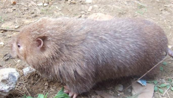 芒鼠生病了怎么办