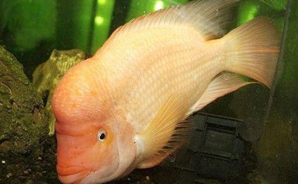 火鹤鱼的寿命是多长