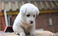 中华田园犬的原产地在哪里