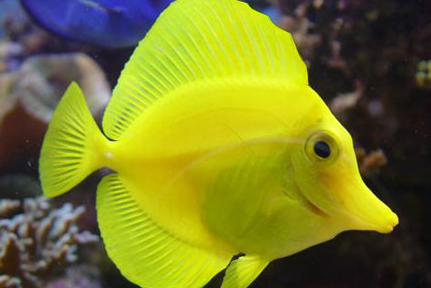 黄三角吊怎么养