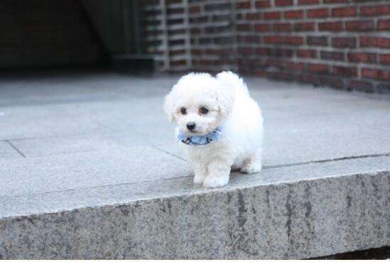 卷毛比熊犬什么时候产仔