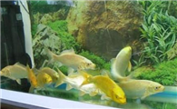 黄金锦鲤多少钱