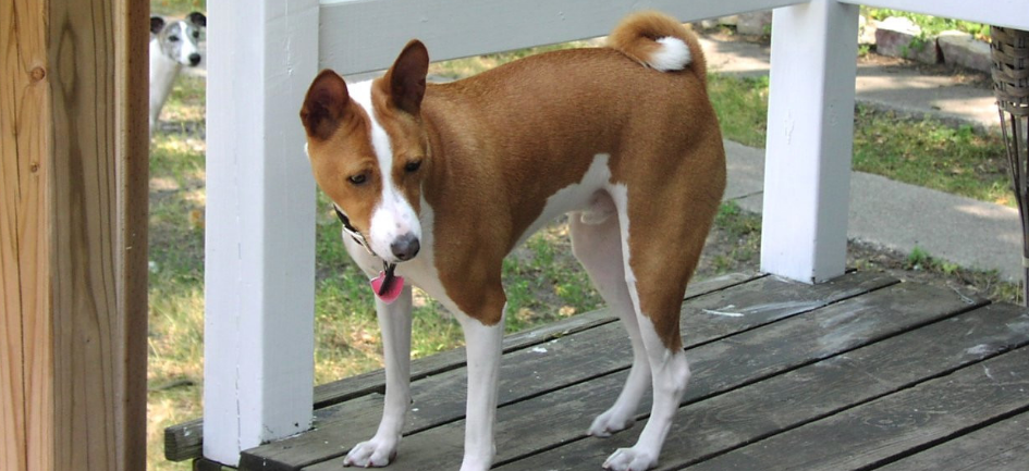 贝生吉犬起源和介绍