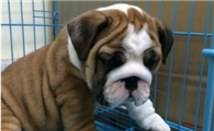 养英国斗牛犬注意事项