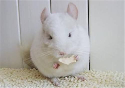 粉白龙猫怎么养