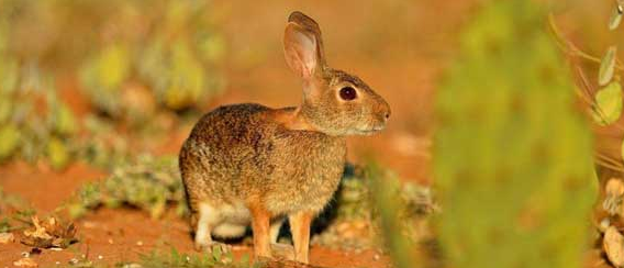 戈壁兔一般多少斤