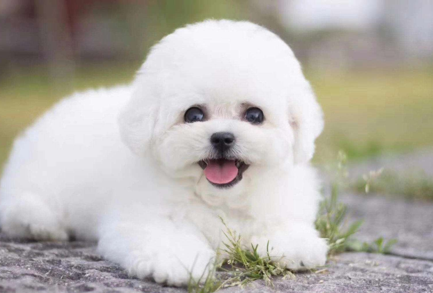 卷毛比熊犬哪种颜色好