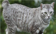 美国短尾猫多少钱一只