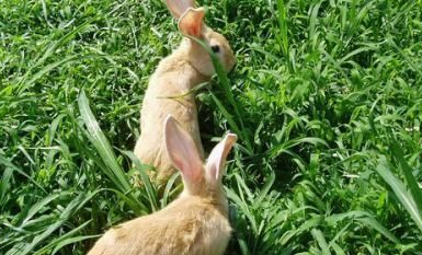 福建黄兔能长多少斤