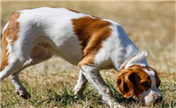 巴色特犬的体重大约是多少