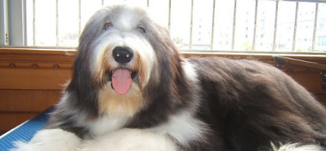 养长须柯利牧羊犬要注意什么