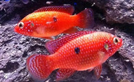 红宝石鱼好养吗