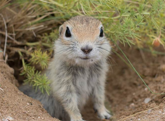 柽柳沙鼠可以训练吗