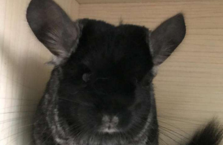 丝绒黑龙猫吃什么
