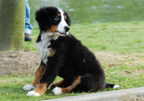 阿彭策尔山地犬吃多了拉稀怎么办 阿彭策尔山地犬吃多了拉稀怎么办