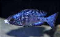 蓝宝石鱼能繁殖吗
