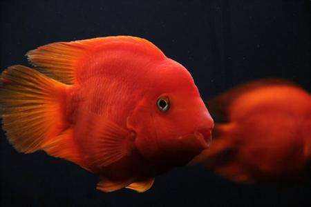 火鹤鱼吃什么最好-宠物网问答