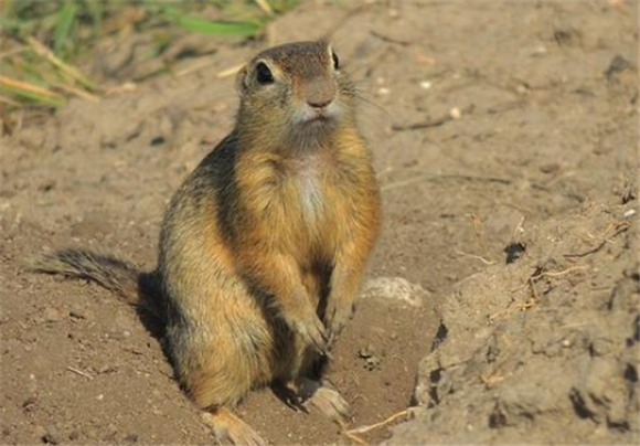 黄兔尾鼠咬人怎么办 黄兔尾鼠咬人怎么办