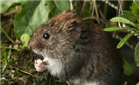 加兹温田鼠的寿命有多长