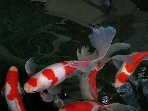 红白草金鱼长多大