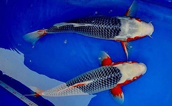 秋翠锦鲤多少钱