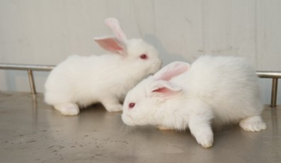 日本大耳白兔能长多少斤