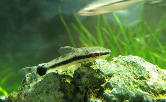 小精灵鱼寿命多少年 宠物网问答