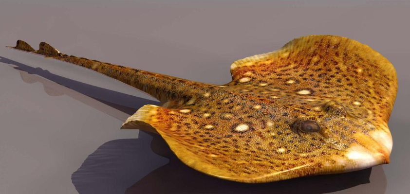 珍珠虹鱼多少钱