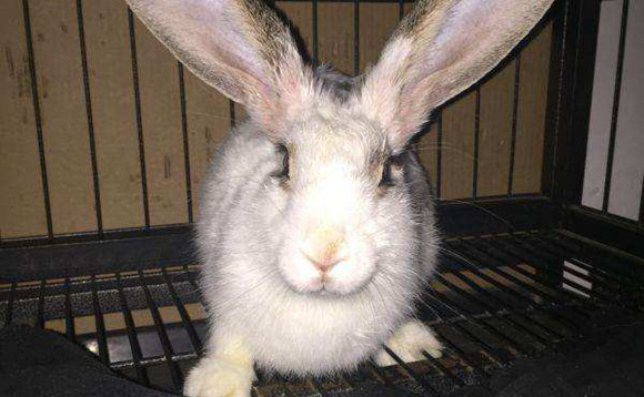 英国斑点兔多久可以生兔子