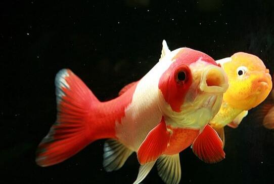 红白草金鱼一条多少钱