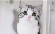 美国短尾猫适合吃什么