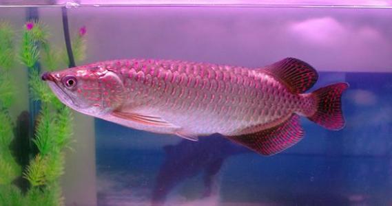 新手怎样养澳洲星点龙