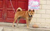 中华田园犬的毛色有几种