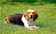 米格鲁猎犬多少钱一只
