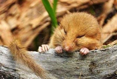 四川毛尾睡鼠的寿命有多长