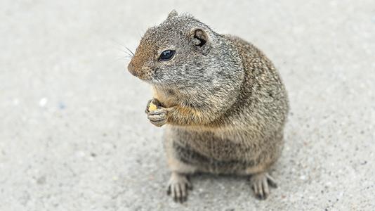如何挑选北方田鼠-宠物网问答
