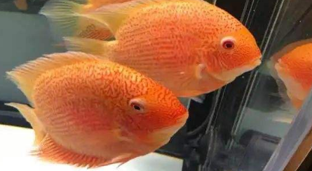 金菠萝鱼一条多少钱