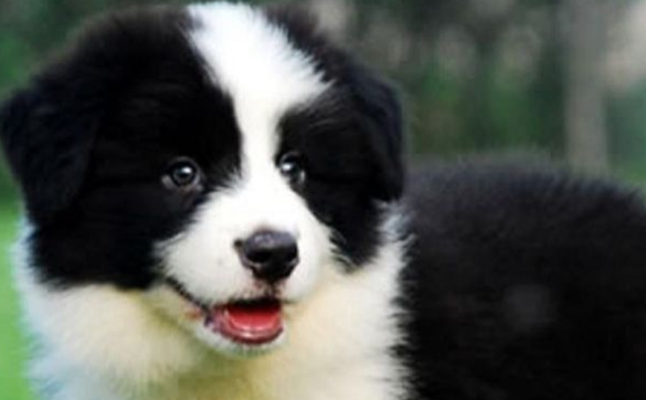 长须柯利牧羊犬训练有技巧吗