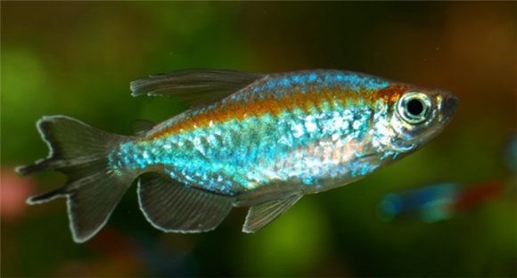 刚果扯旗鱼多少钱