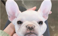 购买英国斗牛犬注意些什么