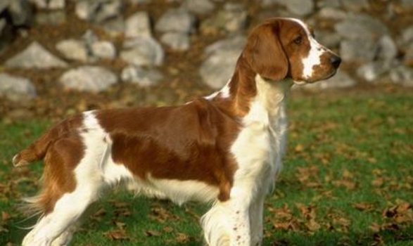 巴伐利亚山地犬1天要吃几顿 巴伐利亚山地犬1天要吃几顿