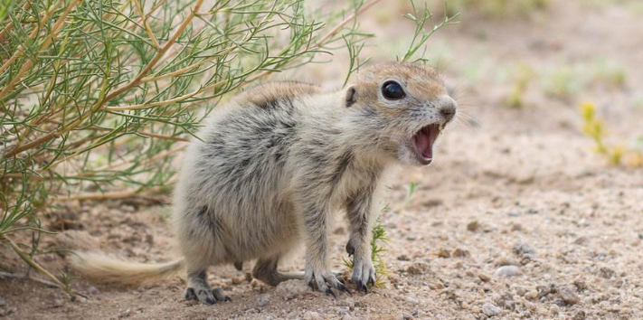 子午沙鼠喂什么比较好