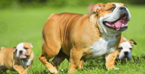 英国斗牛犬喜欢什么