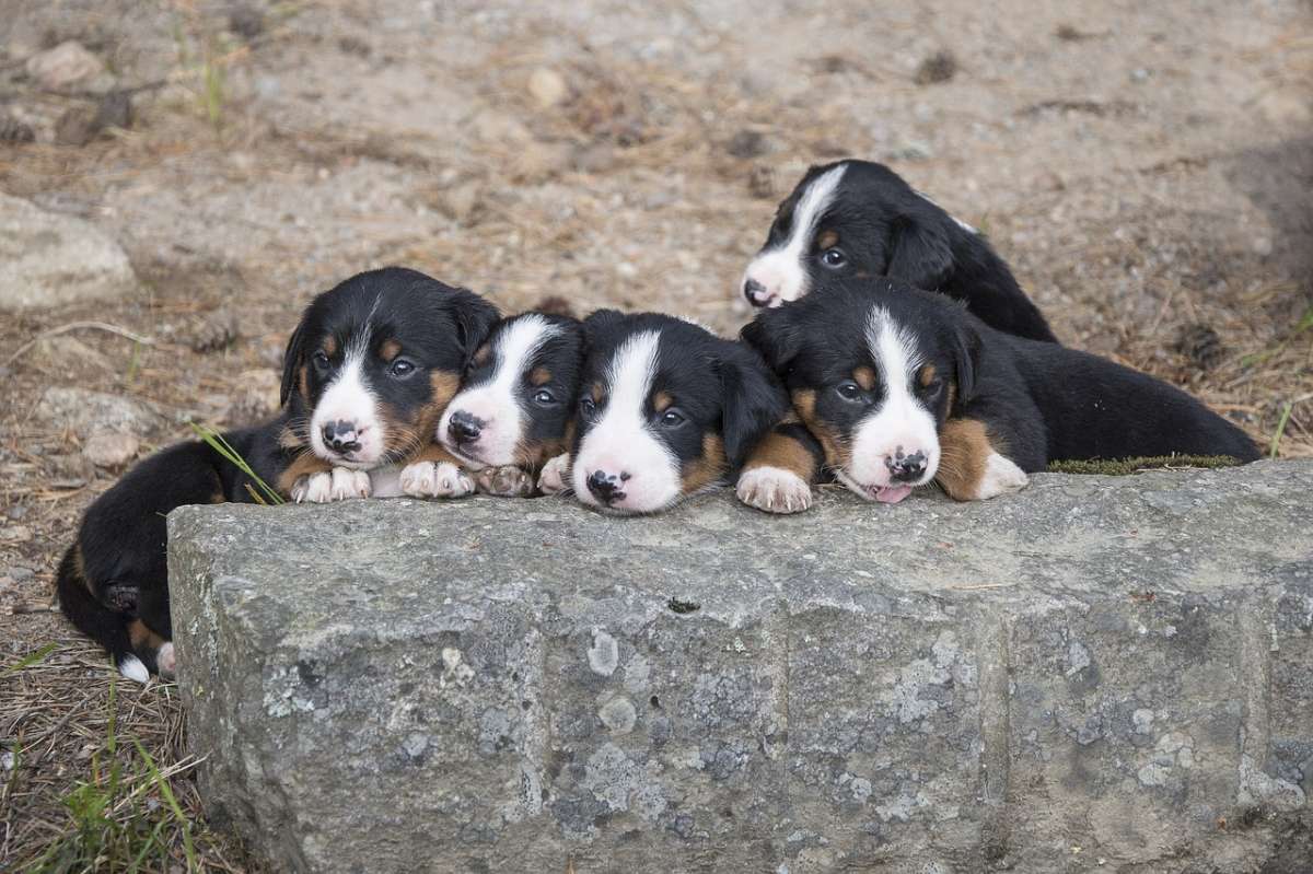 阿彭策尔山地犬吃多了吐了怎么办