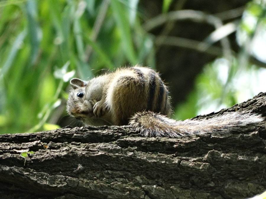 海南岛的笔尾树鼠,采集于五指山林区海拔约1000m处