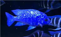 蓝宝石鱼吃什么最好
