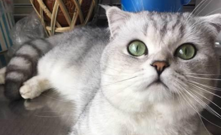 美国短尾猫的缺点是什么